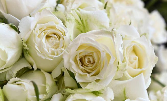 白玫瑰的花語是什么意思?